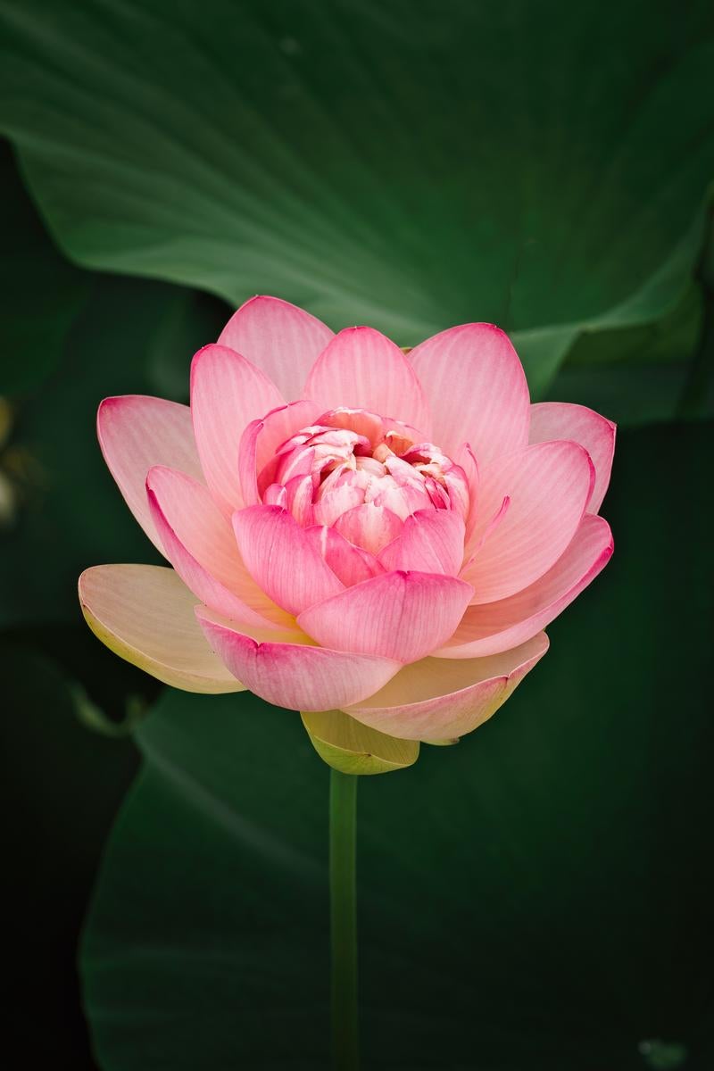 緑の葉を背景にピンクの花弁が幾重にも重なって咲く蓮の花