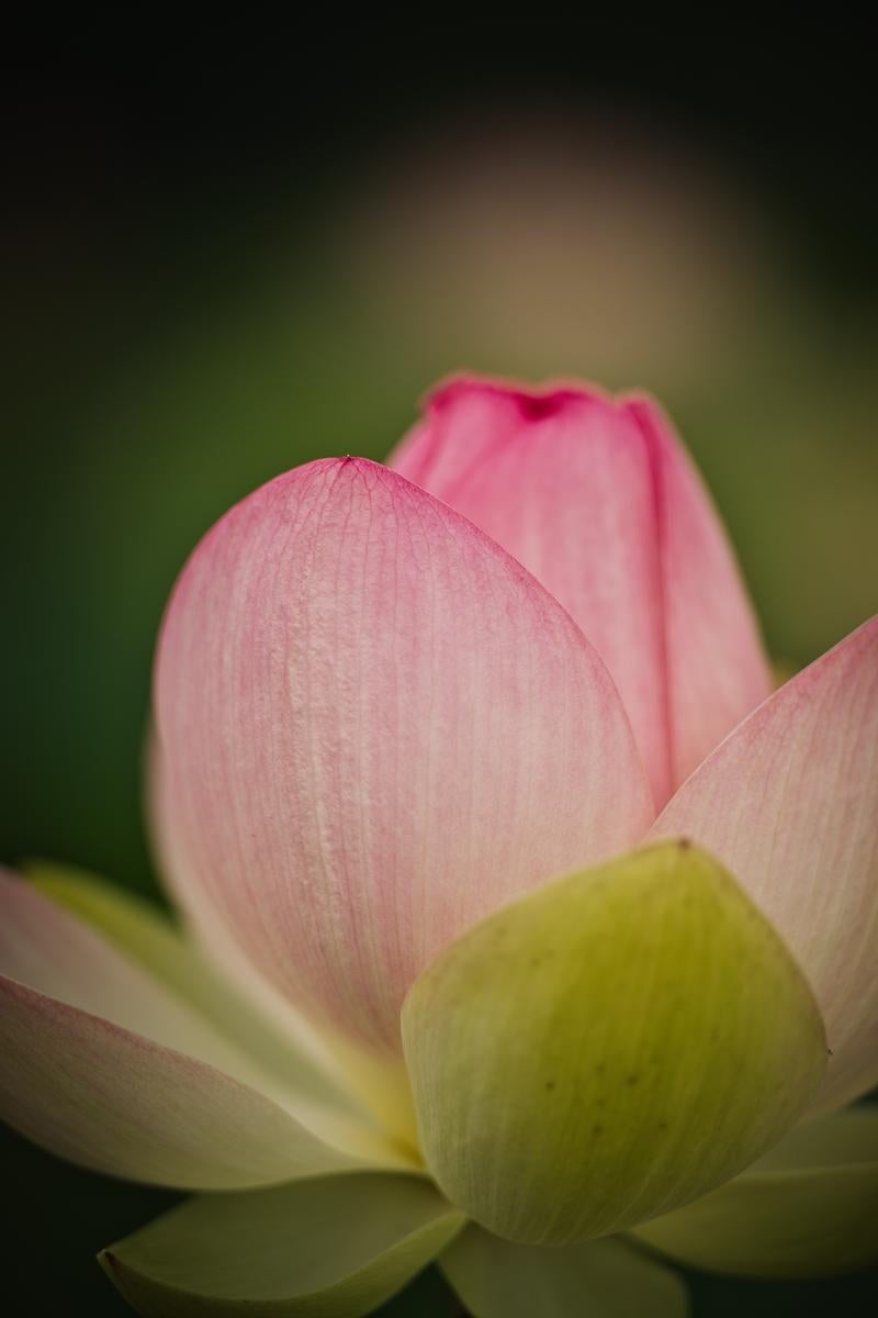 ピンクの蓮の花弁をクローズアップで撮影し、繊細な筋模様が見える