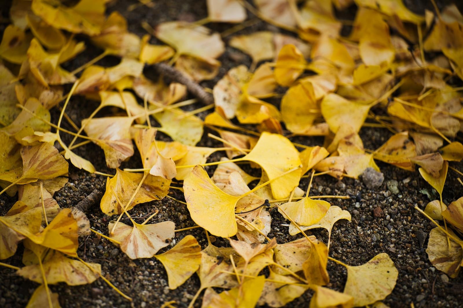 秋のイチョウの黄葉が乾いた地面に散り積もり、黄色い新鮮な葉と茶色く枯れた葉が混在している風景