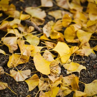 秋の季節を彩るイチョウの黄葉が乾いた地面に散り積もる光景の写真