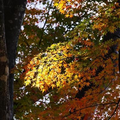 樹間の木漏れ日に照らされた黄色とオレンジに色づくモミジの秋景色の写真