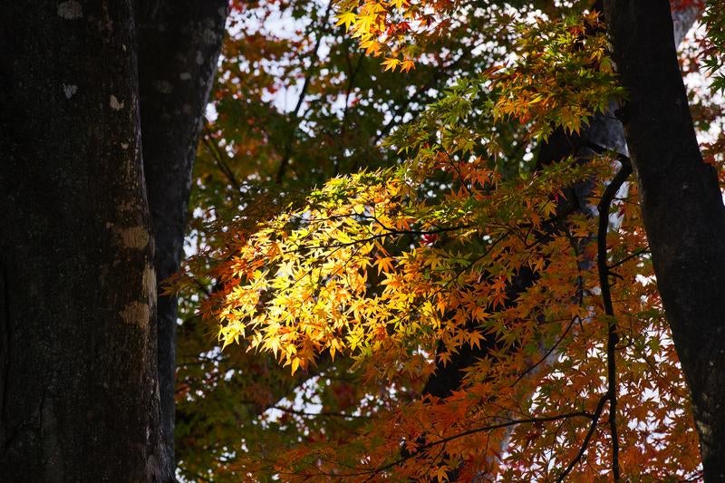 樹間の木漏れ日に照らされた黄色とオレンジに色づくモミジの秋景色の写真