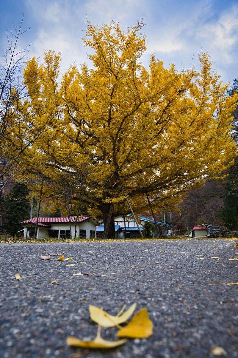黄金色に輝く大きなイチョウの木と落ち葉が地面に散らばる秋の集落風景の写真