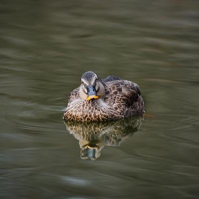 濃いグレーと茶色の羽模様で水面に浮かぶカモの野鳥の写真