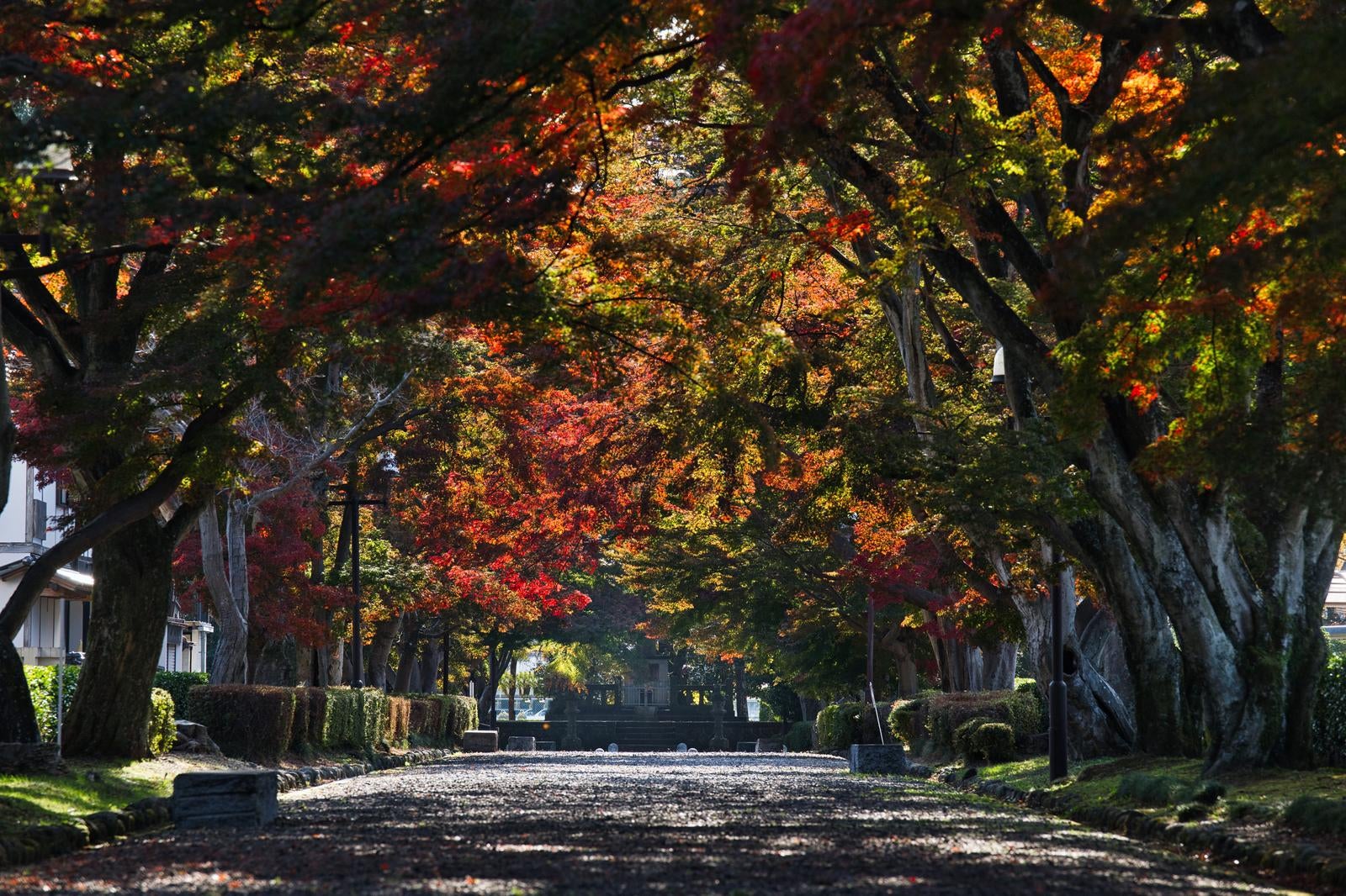 赤と黄色に色づいた樹々が立ち並ぶ秋の並木道