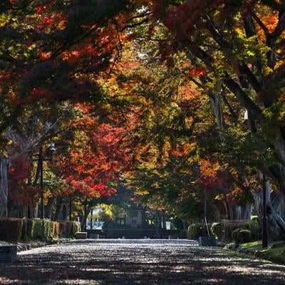 赤と黄色に色づいた樹木が両側に並ぶ秋の並木道のアーチの写真