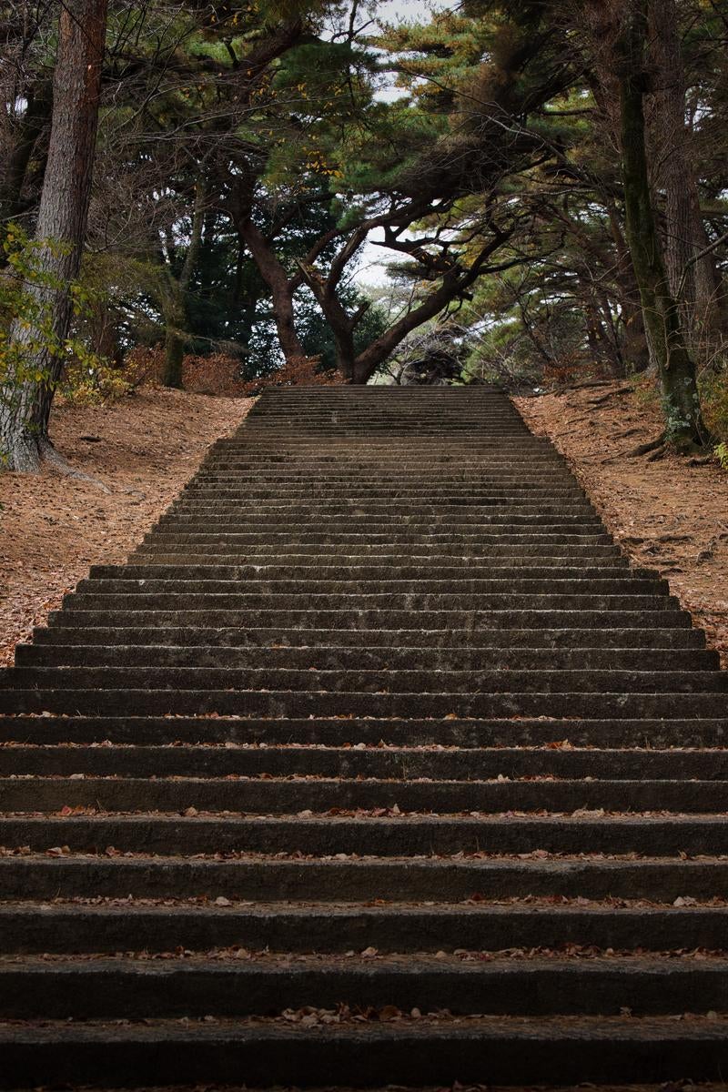 杉林に囲まれた参道の石造階段に積もる落ち葉と苔