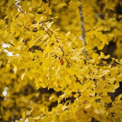 黄色い小花が房状に咲く銀杏の枝に集まる昆虫の写真