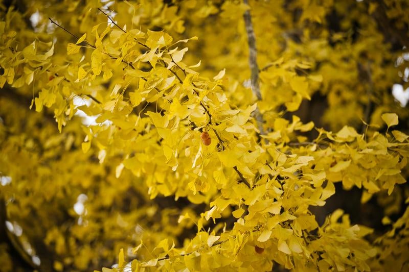 黄色い小花が房状に咲く銀杏の枝に集まる昆虫