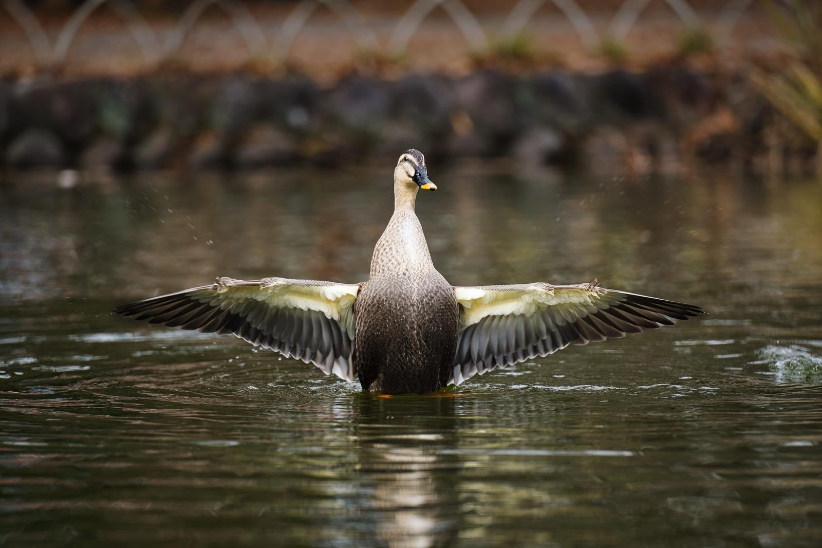 灰色の羽を広げた鴨が水面で両翼を開いている