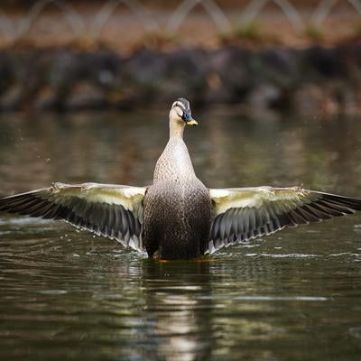 池の水辺で両翼を広げる野生の鴨の姿の写真