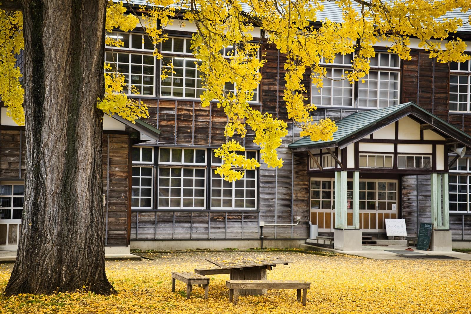 校庭の中央に立つ樹齢の古いイチョウの大木。黄色に紅葉した葉が枝を覆い、地面には落ち葉が積もっている。奥には木造の古い校舎が見える