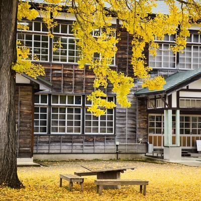 秋の校庭を彩る黄葉したイチョウと喰丸小学校の木造建物の写真