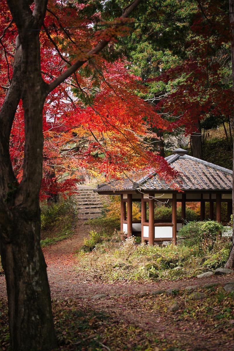秋の庭園で深紅に色づいた紅葉に覆われた木造の東屋と小道