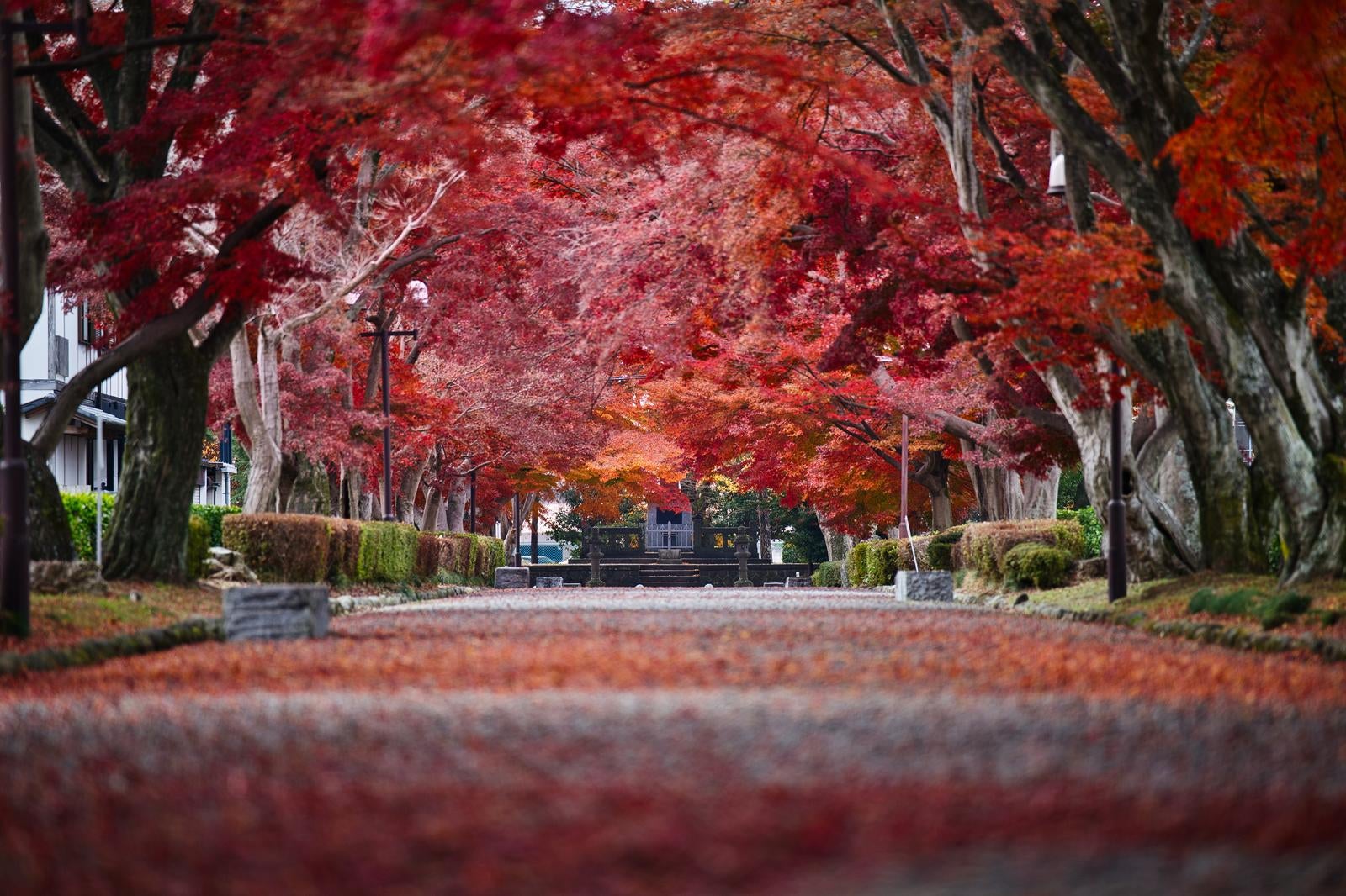 赤く紅葉した大木の並木道が続く秋の公園風景