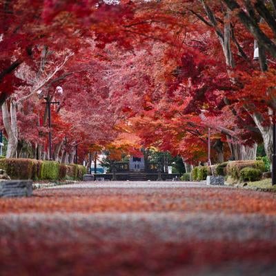 大山公園の紅葉シーズンに赤橙色に包まれた樹木の並木道の写真