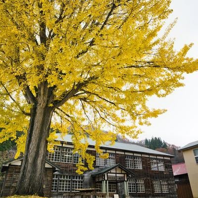 黄葉したイチョウの大木と木造校舎の写真