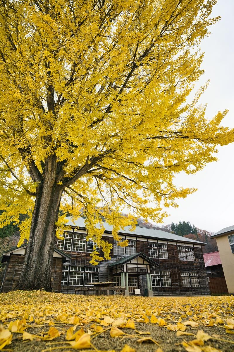 黄色く色づいたイチョウの大木と落ち葉に覆われた地面、背景に木造校舎が見える秋の風景