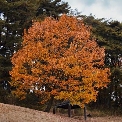 オレンジ色に染まった紅葉の大木の写真