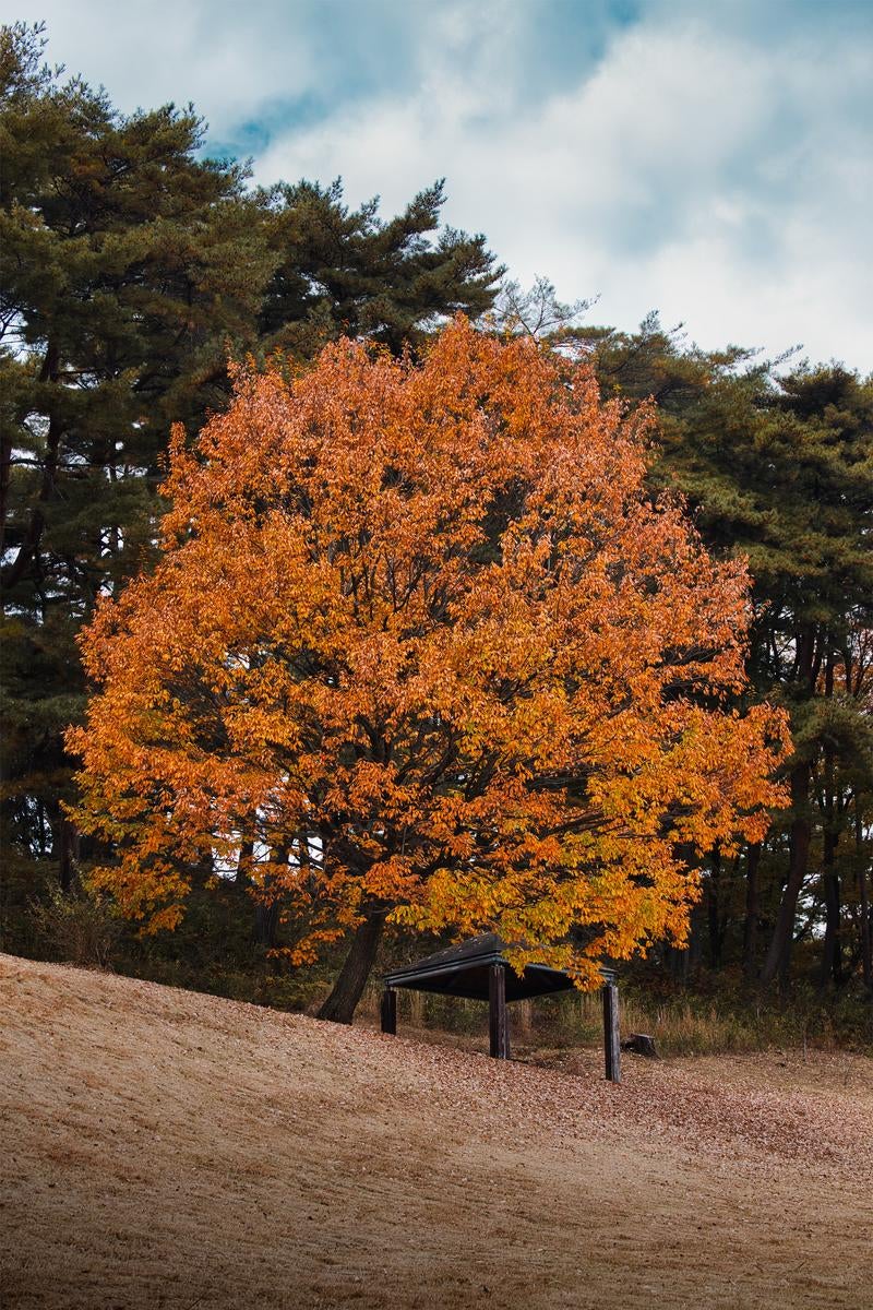 オレンジ色に染まった紅葉の大木