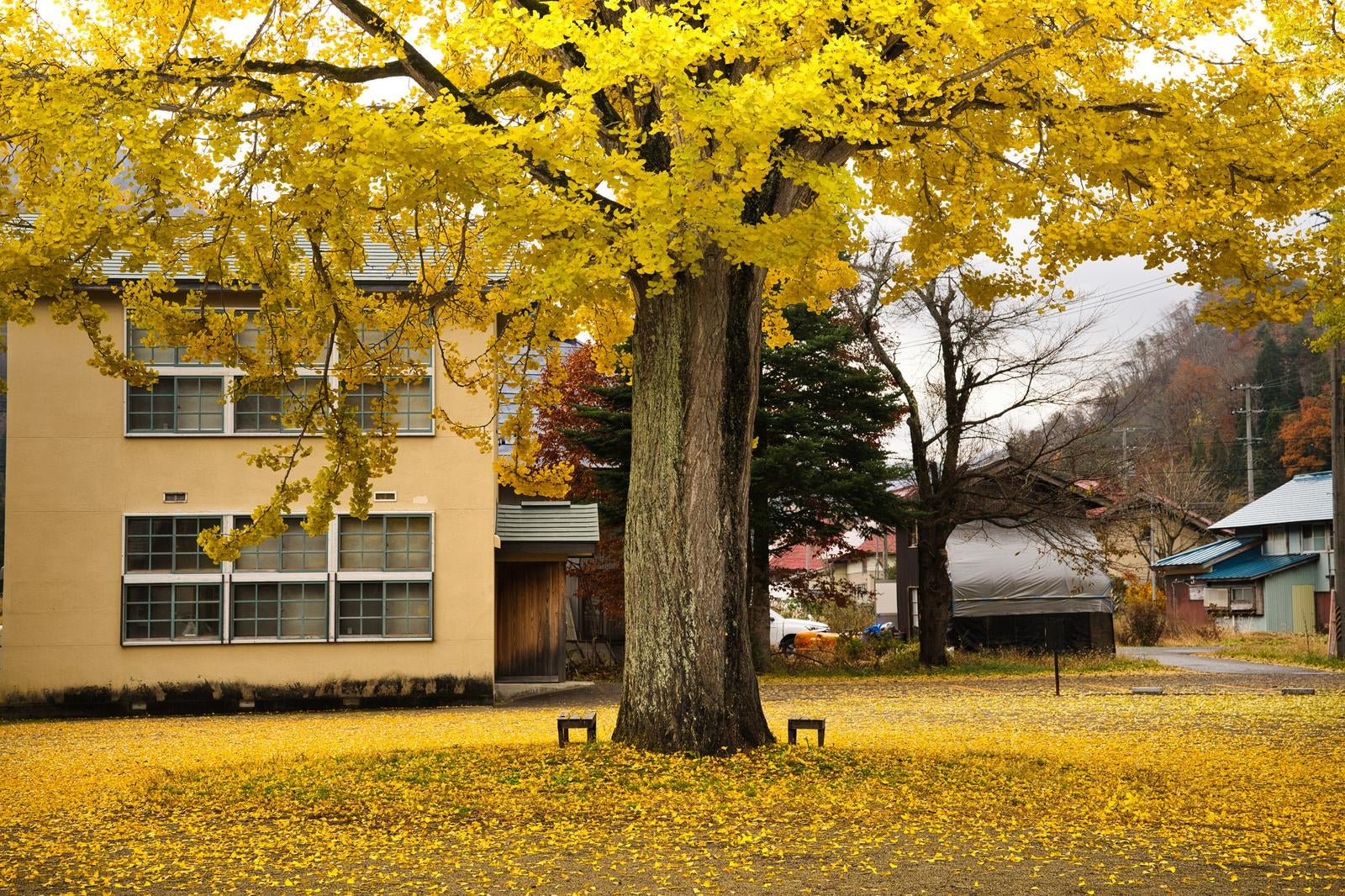黄葉したイチョウの大木から落ちた葉が地面一面を黄色く埋め尽くしている秋の風景