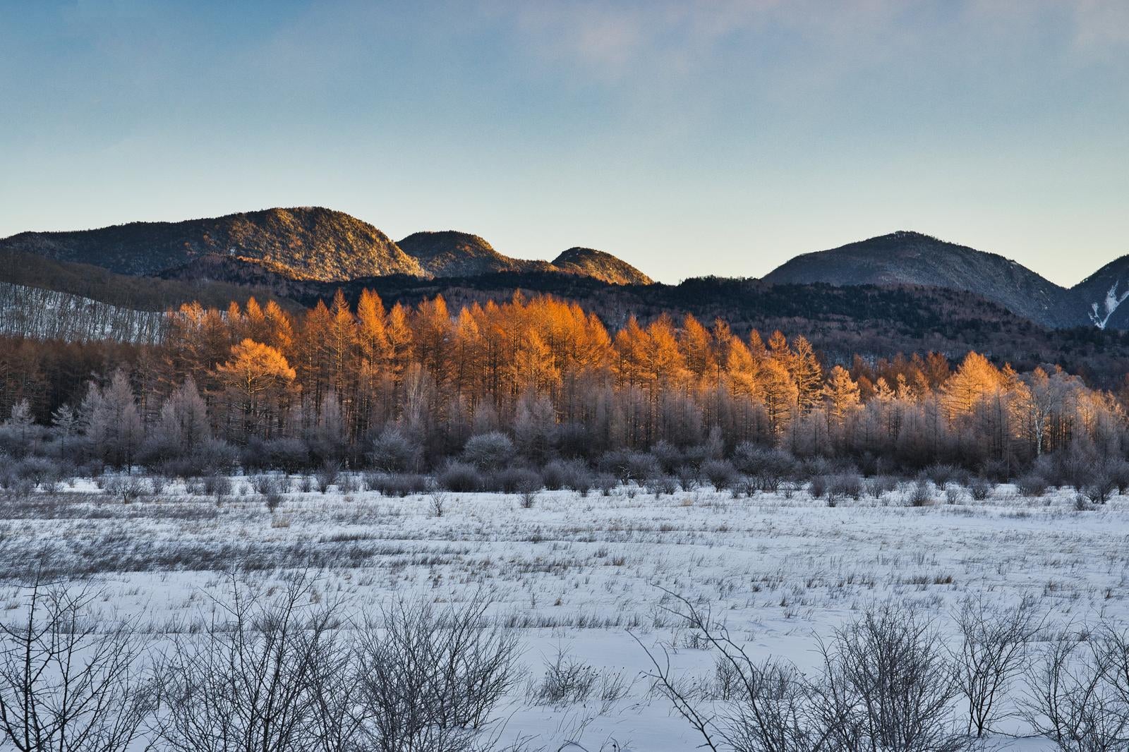雪原で朝日に輝く落葉松と背後の雪山が見える冬の風景