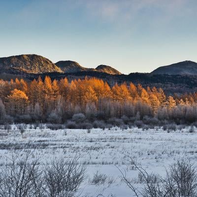 雪に覆われた平原と黄金色に輝く落葉松の冬山並みの写真