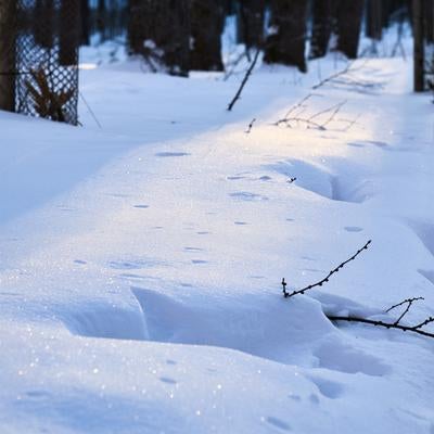 林の奥に広がる積雪地で小枝が突き出た雪景色と足跡の写真