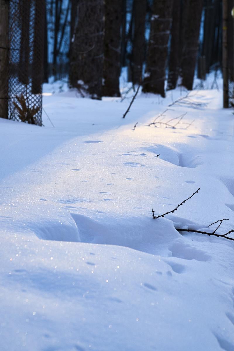 林の奥に広がる積雪地で小枝が突き出た雪景色と足跡の写真