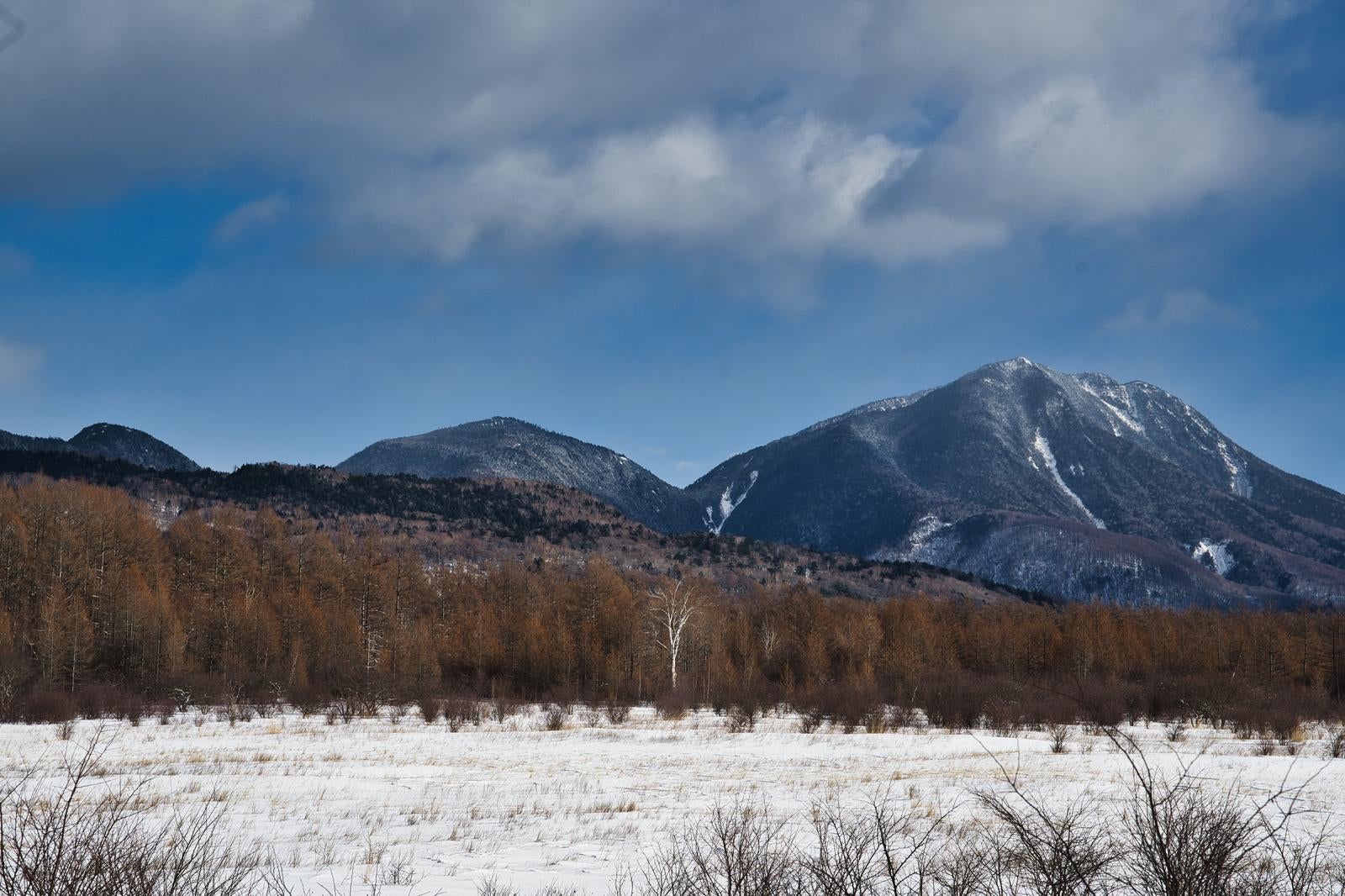 小田代ヶ原の雪原と奥に見える雪山、手前のシラカバ林