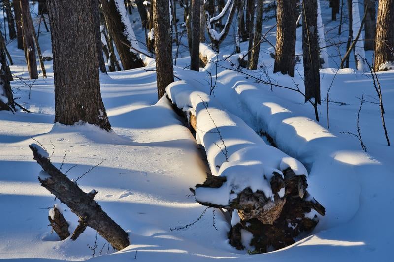降雪後の林床に横たわる倒木と冬景色の雑木林の写真