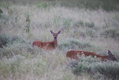 草原の鹿の写真