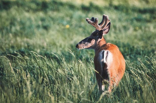 野原を歩く鹿の後ろ姿の写真