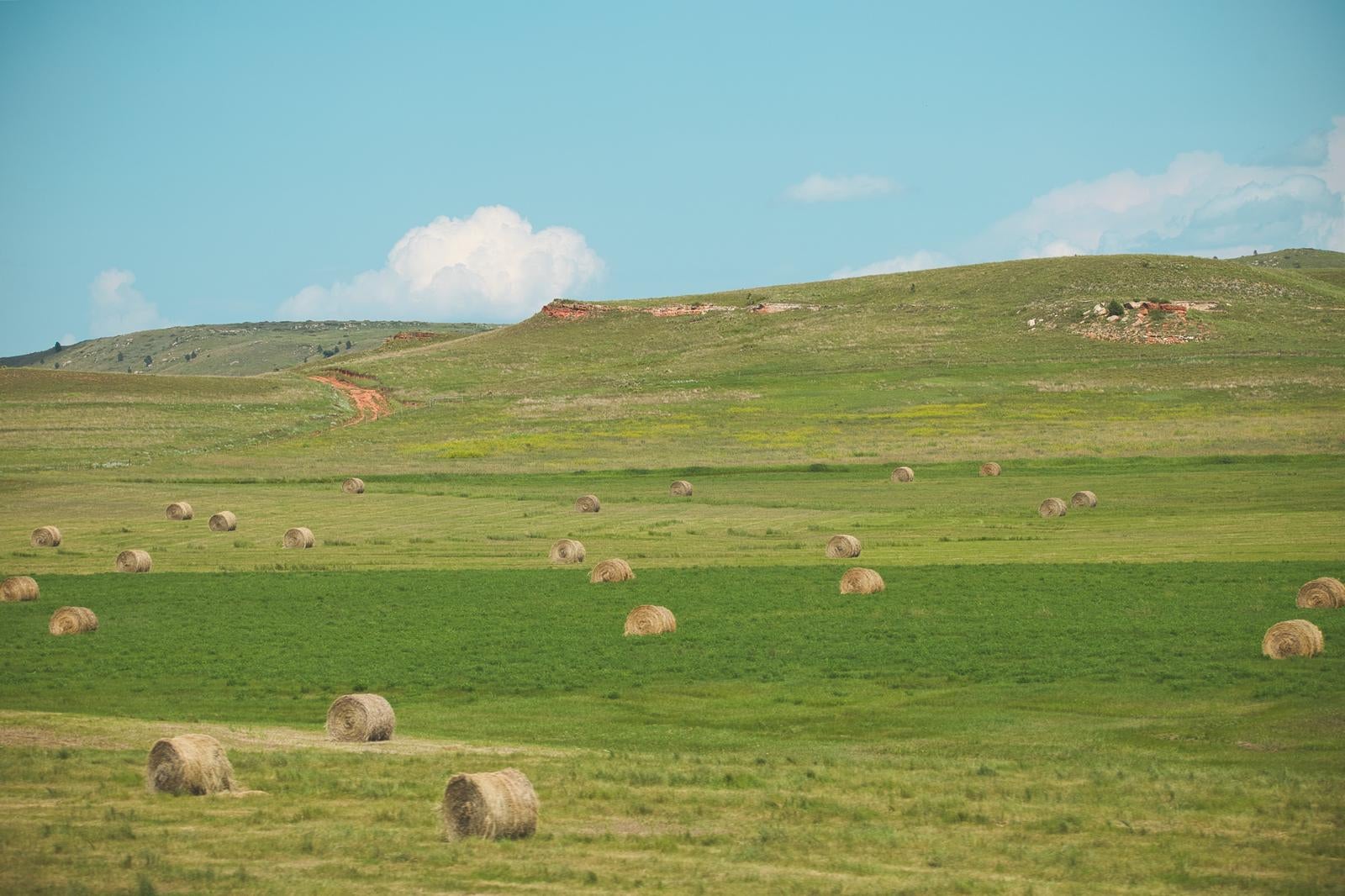 「牧草ロールの様子」の写真