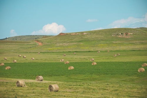 牧草ロールの様子の写真