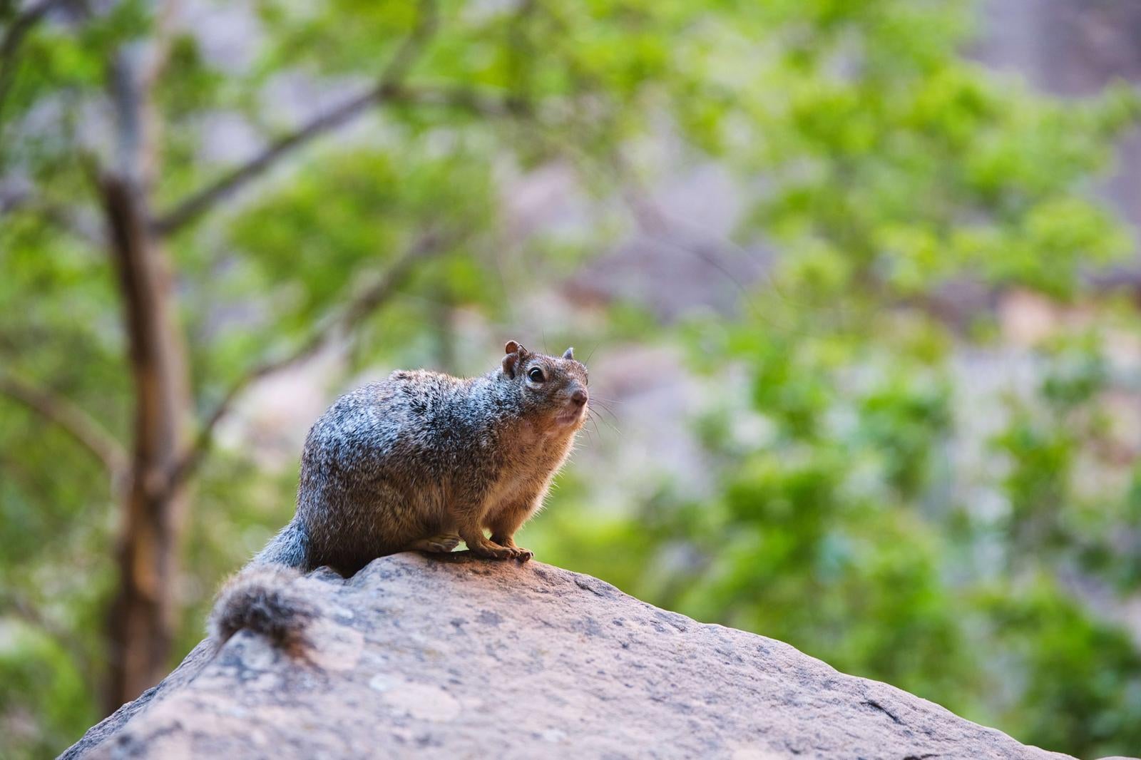 Wild squirrel keeping watch from a rock - free stock photo