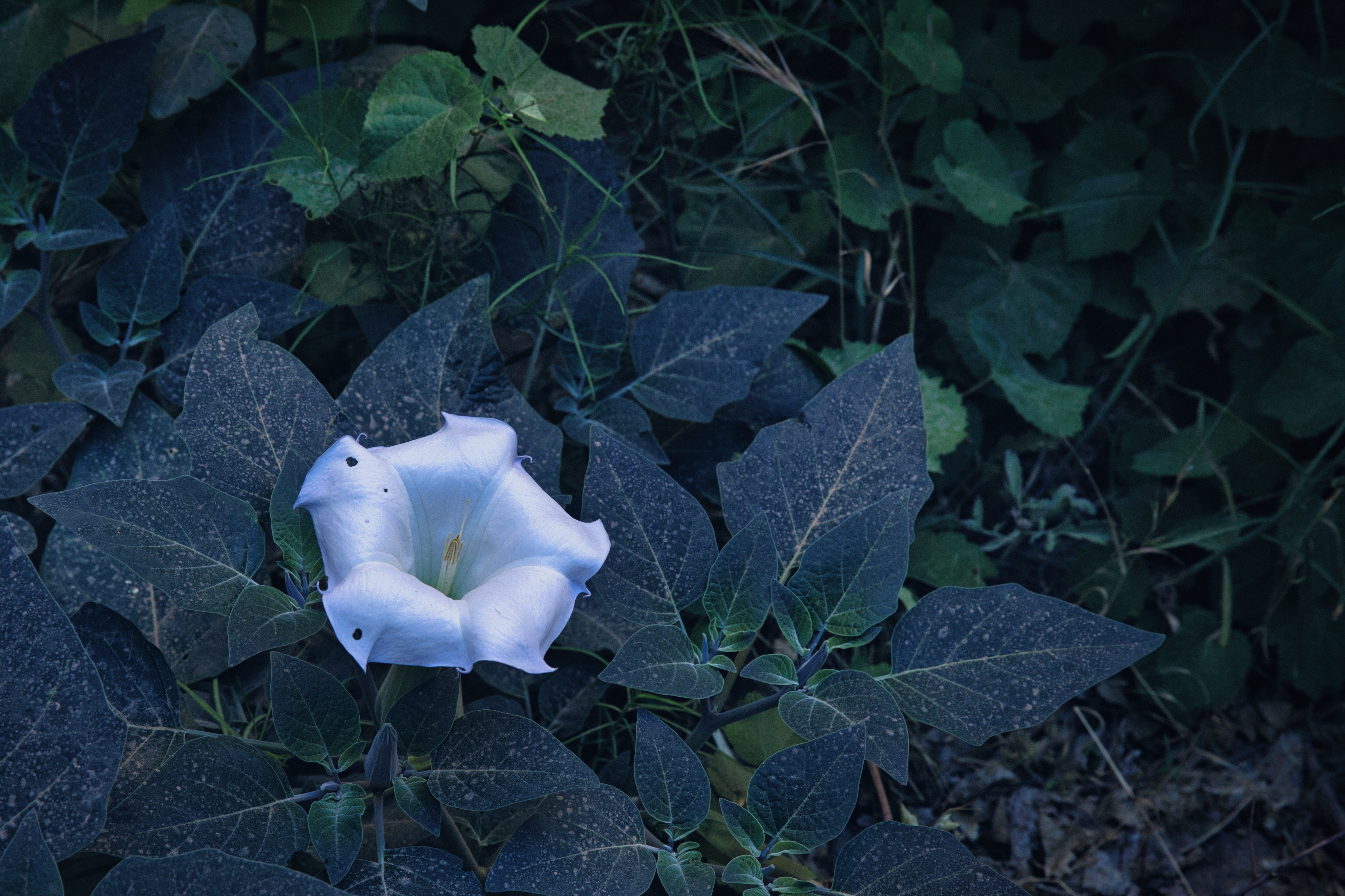 緑の葉に囲まれた朝顔みたいな白い花の写真