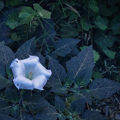 緑の葉に囲まれた朝顔のような白い花を咲かせるガーデニングの写真