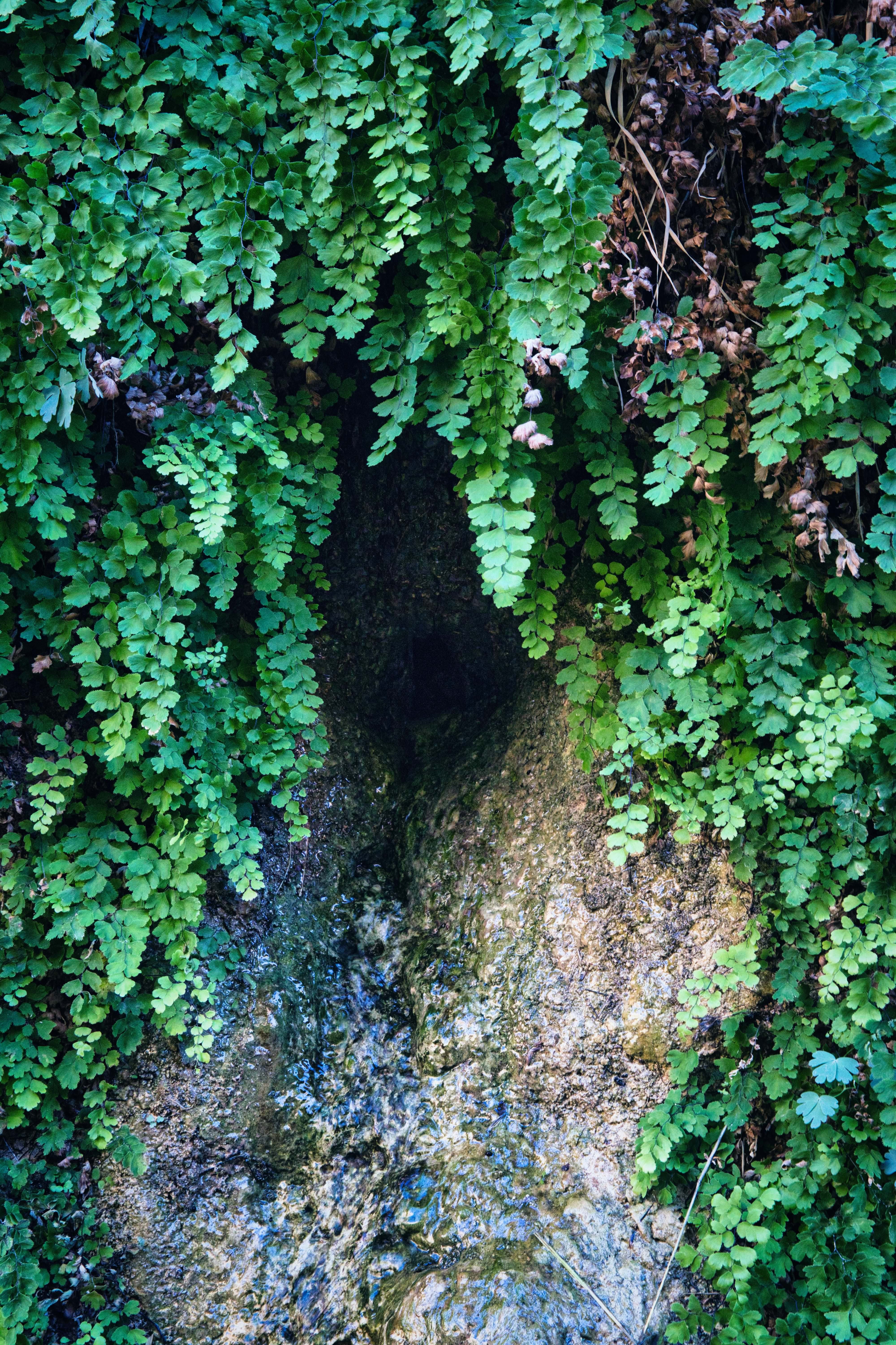 「シダ植物が覆う岩と涼しげな水の流れ」の写真