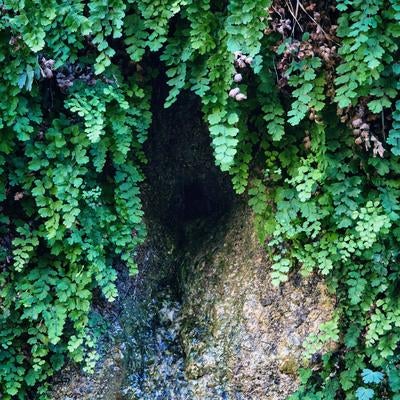 シダ植物が覆う岩から流れ出す湧水の清流の写真