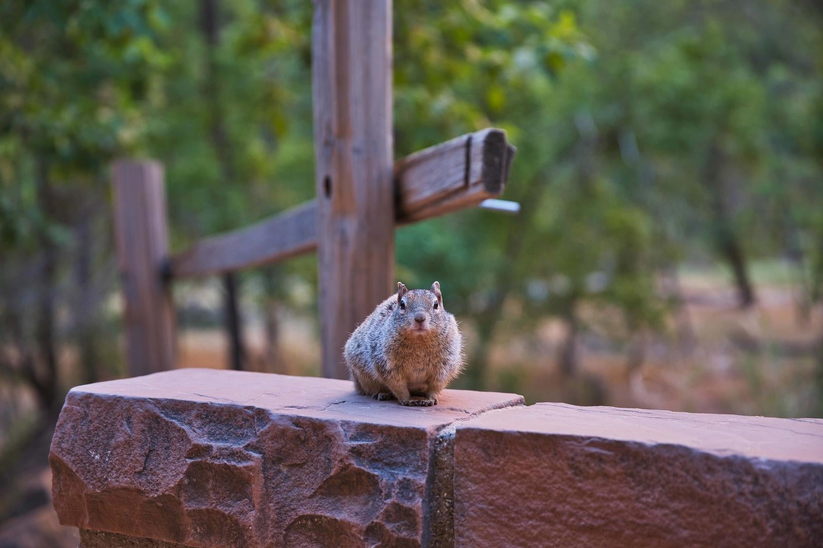 A squirrel looking at us with a wary expression - free stock photo