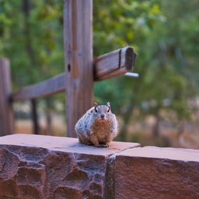 石の台の上で警戒した様子でこちらを見つめるリスの写真