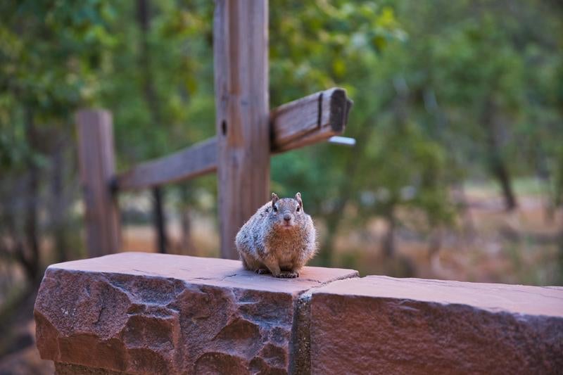 石の台の上で警戒した様子でこちらを見つめるリス