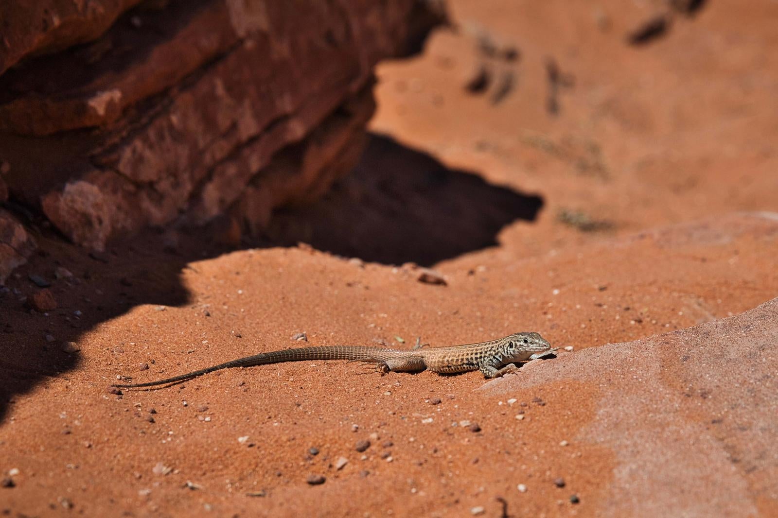 Lizard on the reddish-brown sandy ground of Bryce Canyon - free stock photo