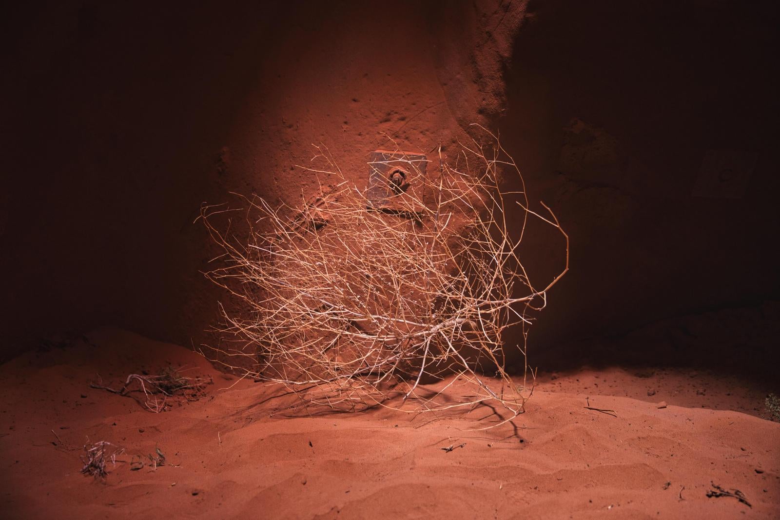 Dry Branches Scattered on Sandy Ground - free stock photo