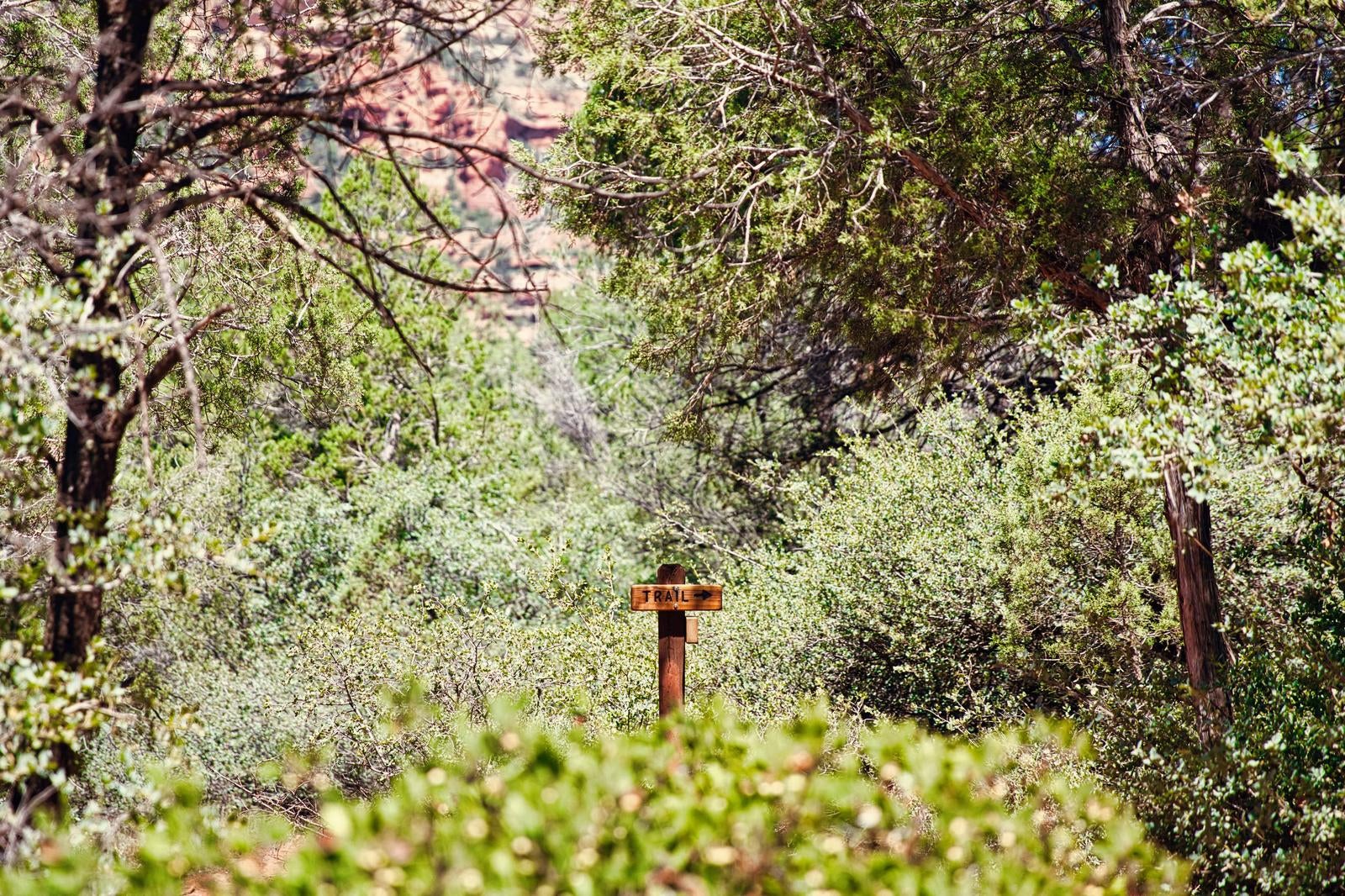 A Trail Sign in the Lush Forest Landscape - free stock photo