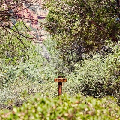 森林の中の「TRAIL」標識と緑豊かな風景の写真