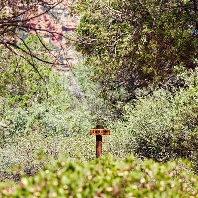 森林の中の木製「TRAIL」標識と緑の自然風景の写真