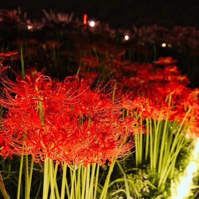 幻想的なライトアップに輝く赤い彼岸花の写真