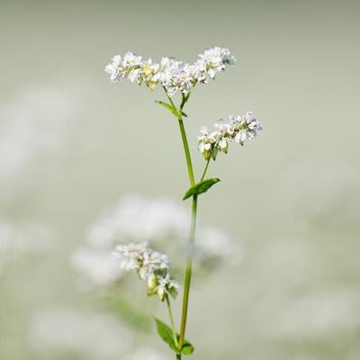 一際目立つ蕎麦の花の写真